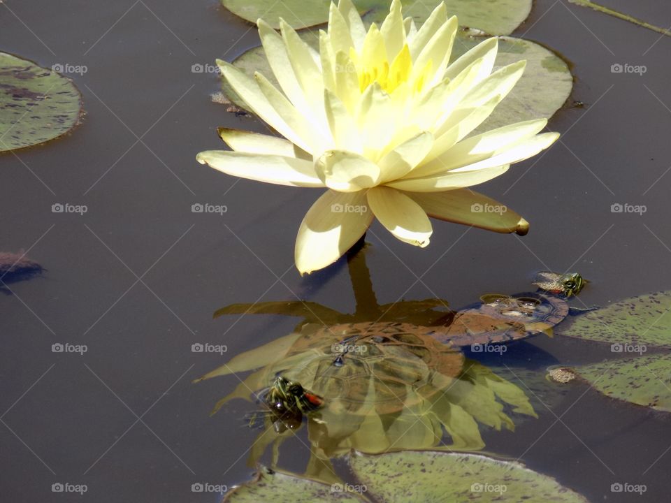 turtles with waterlily