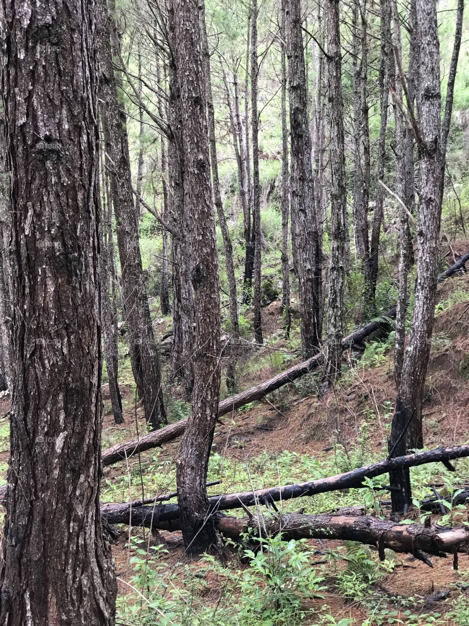 Woods they communicate