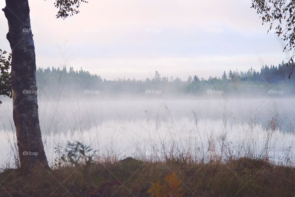 Fog over the lake