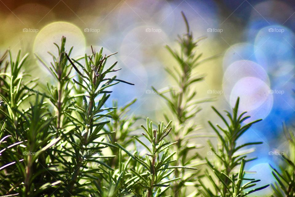 Evergreen Rosemary growing vibrant green with a bag round of watercolor Christmas lights causing a bokeh effect!