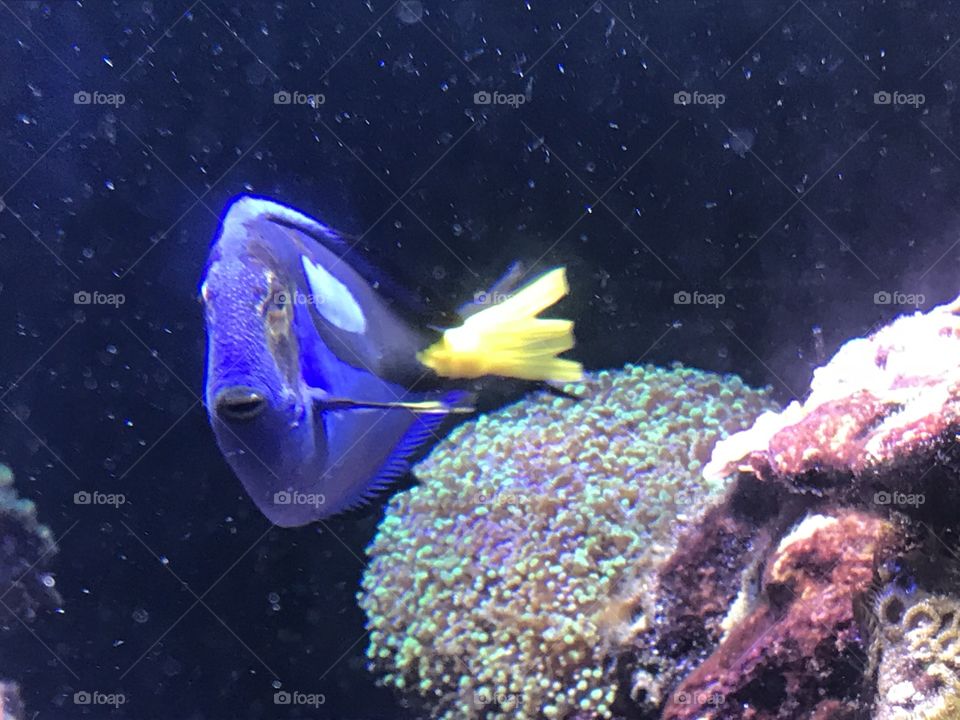 Blue tang showing off vibrant yellow tail to the viewers 