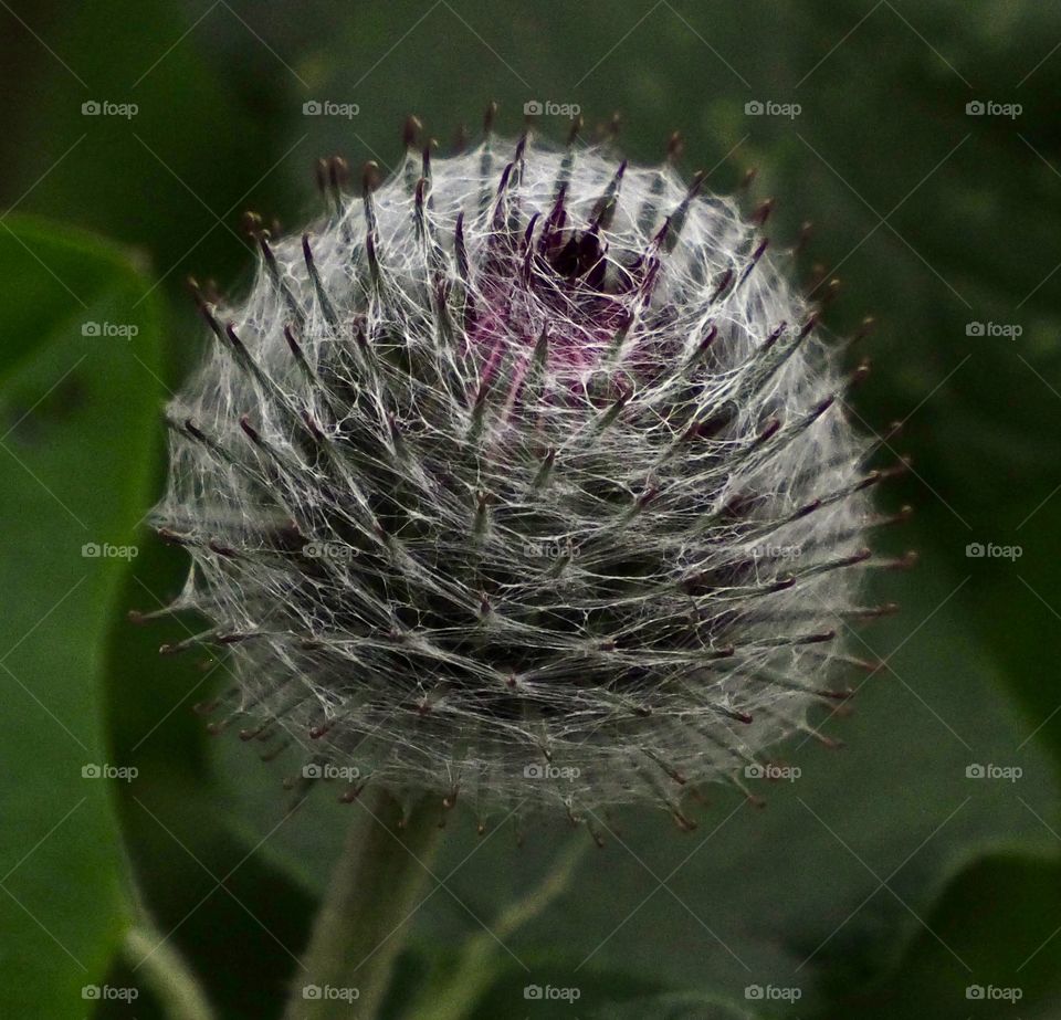 Burdock