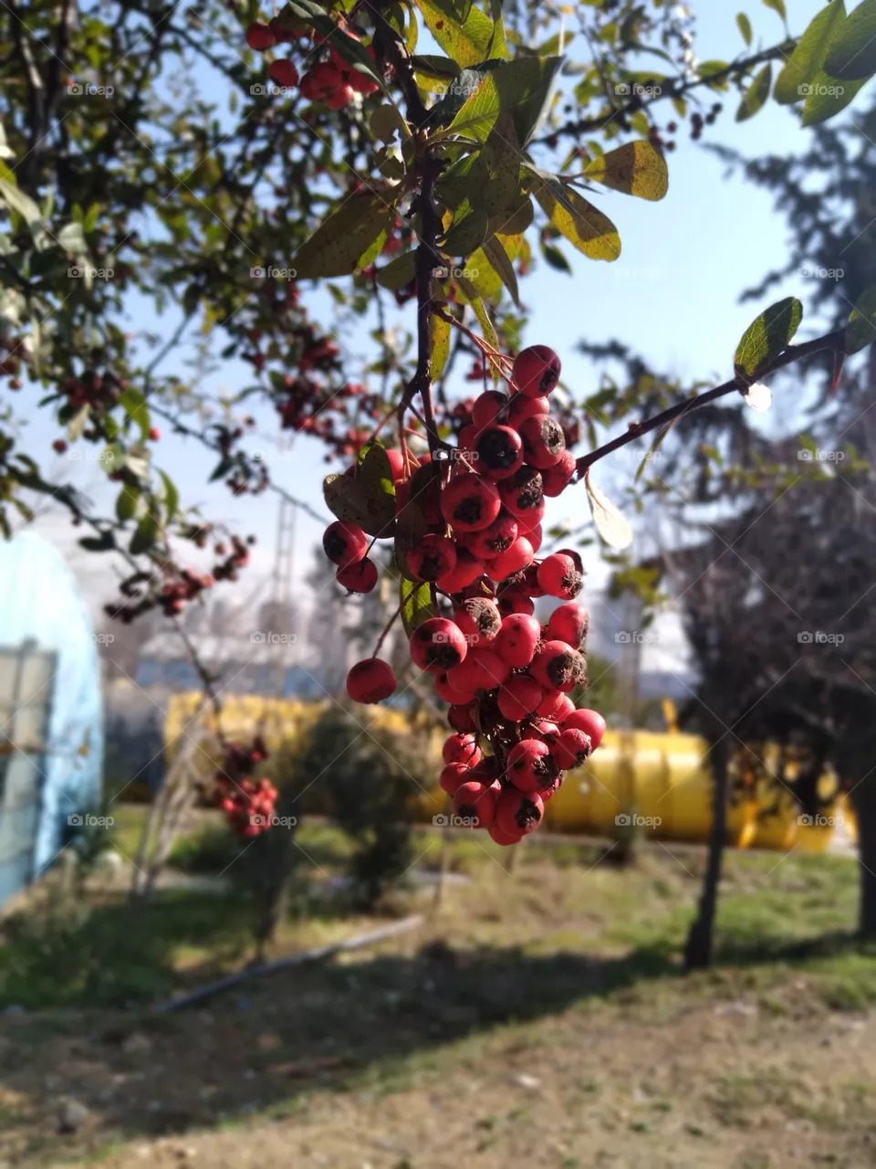 rosehip