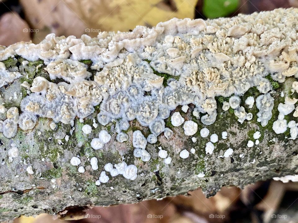 A collection of small mushrooms on a tree branch