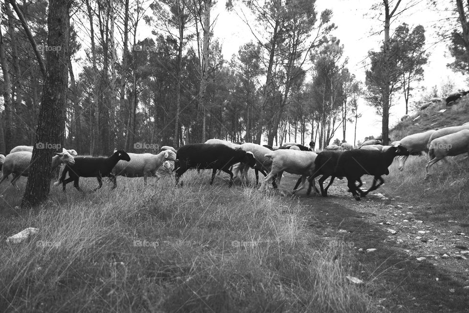 Sheeps pasturing at Alarcón, Teruel, Spain.