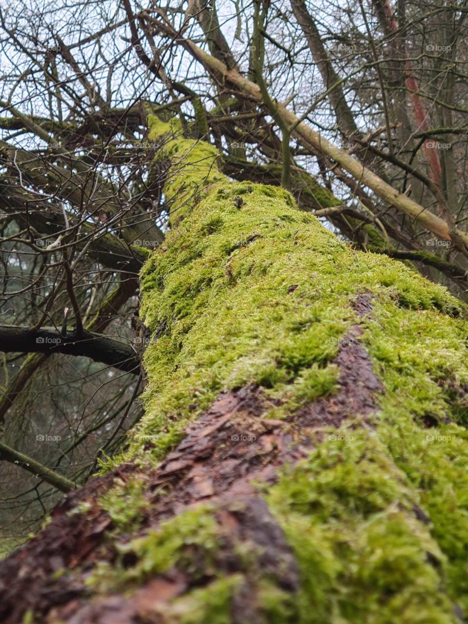 Moss on a tree
