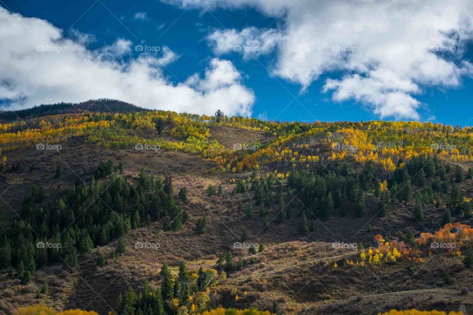 High angle view of autumn trees