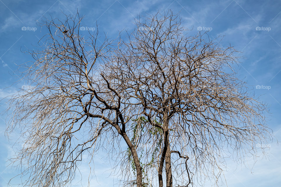 Leafless tree