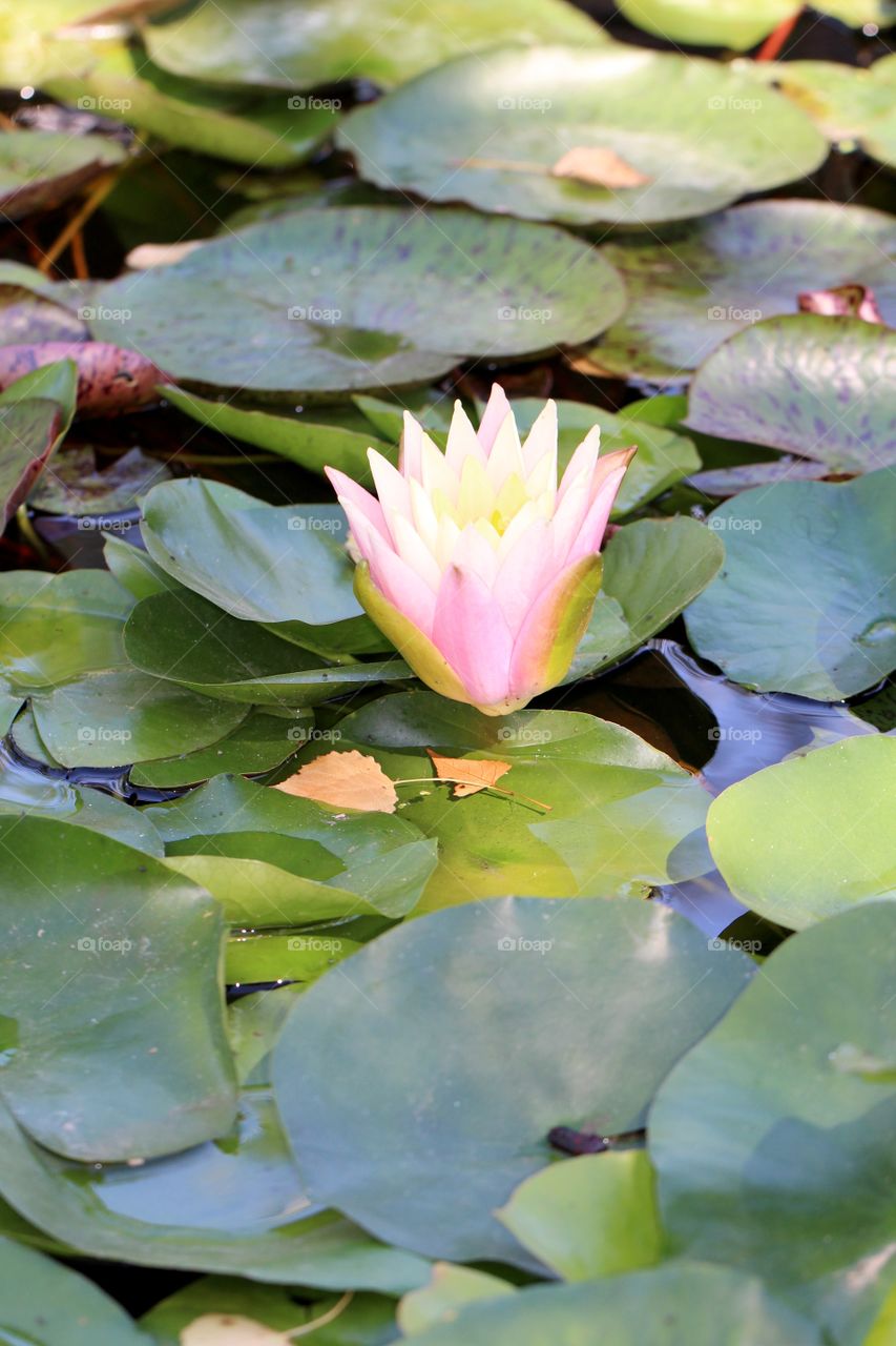 Pink and White Water Lily