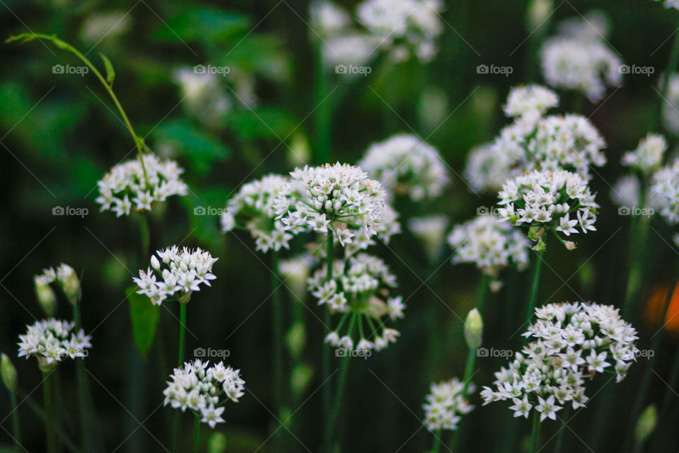 Flowers from my garden in upstate New York 