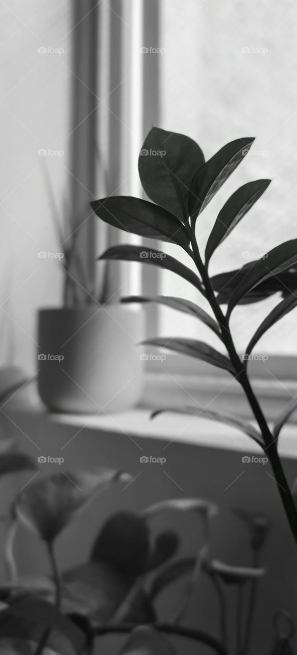 Indoor plants next to the window in monochrome