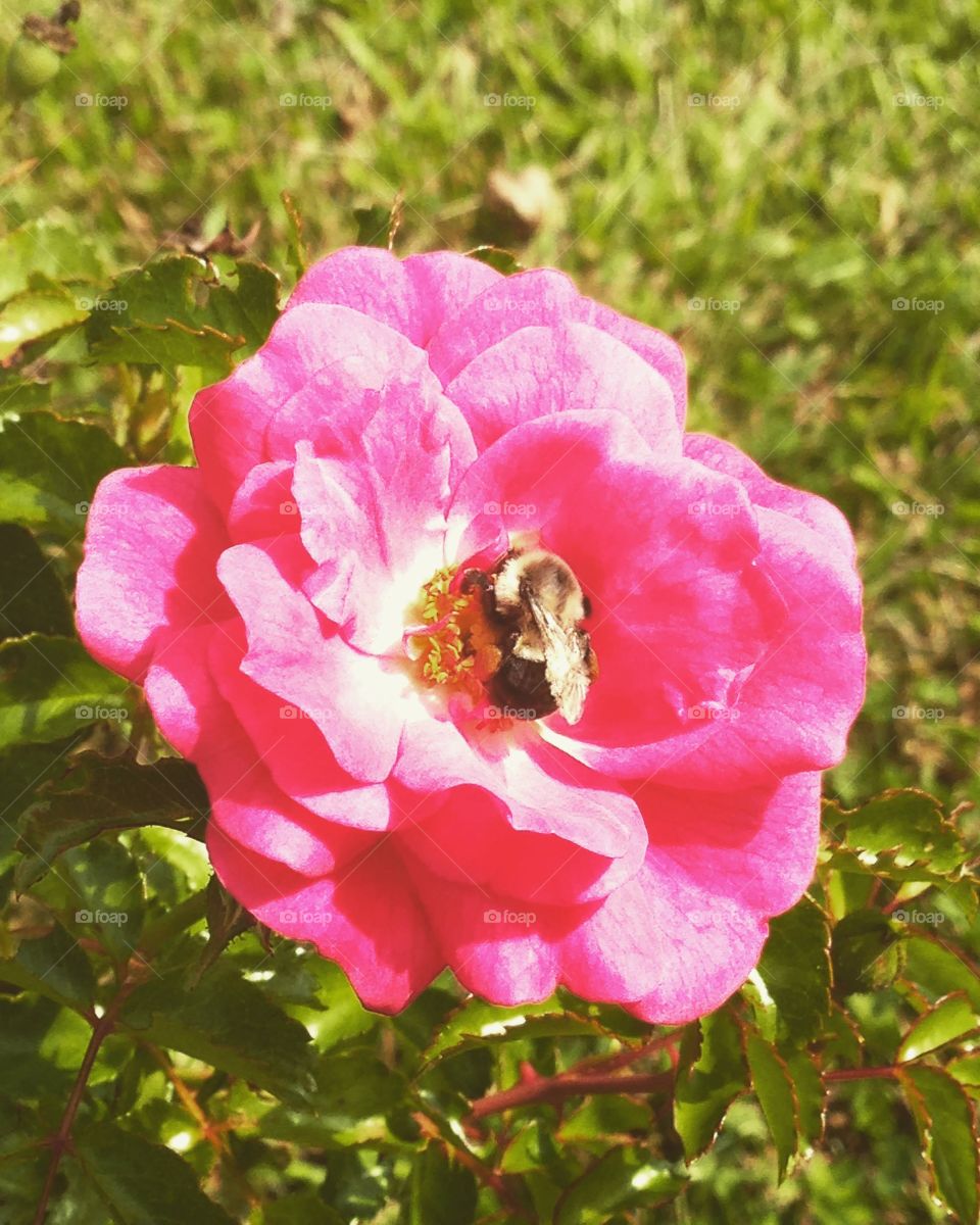 Photography started out as a hobby of mind and has grown into somewhat of a passion. I love sharing my work with others and I love that this platform allows photographers to receive praise and recognition for their work. I hope you enjoy my photos!