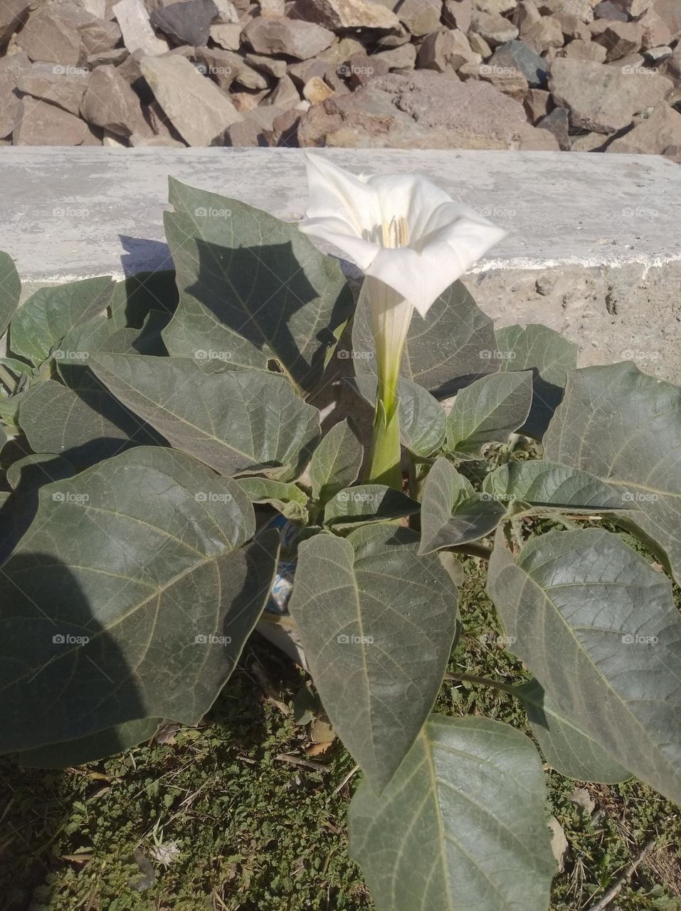 the Datura Flower white in colour looks very beautiful generally found everywhere fresh seasonal very poisonous species