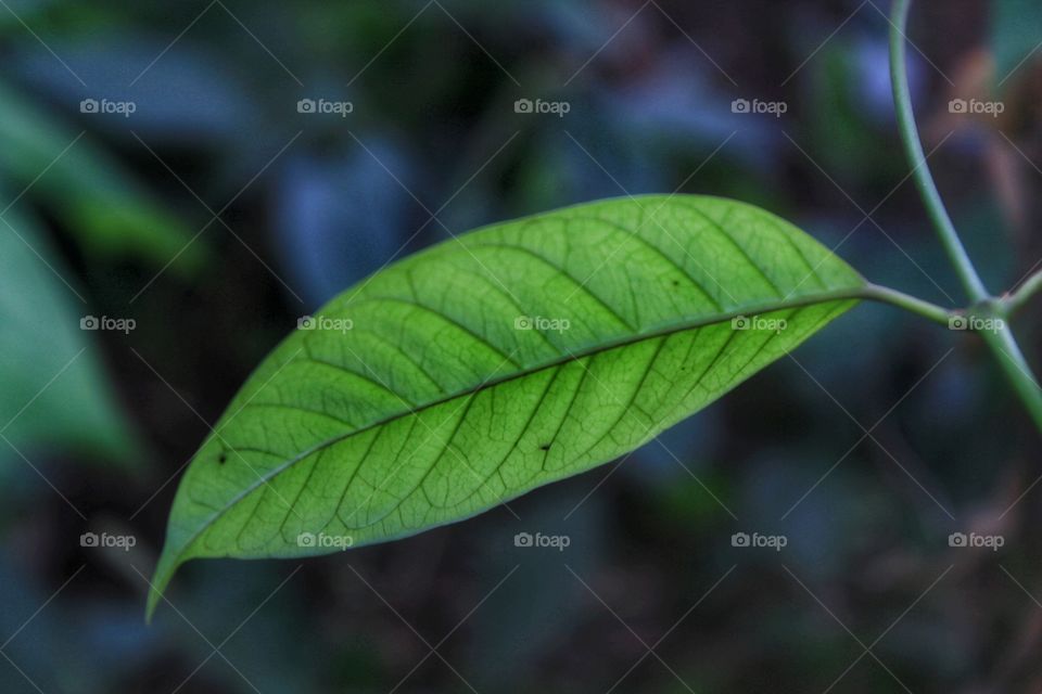 single leaf in the jungle