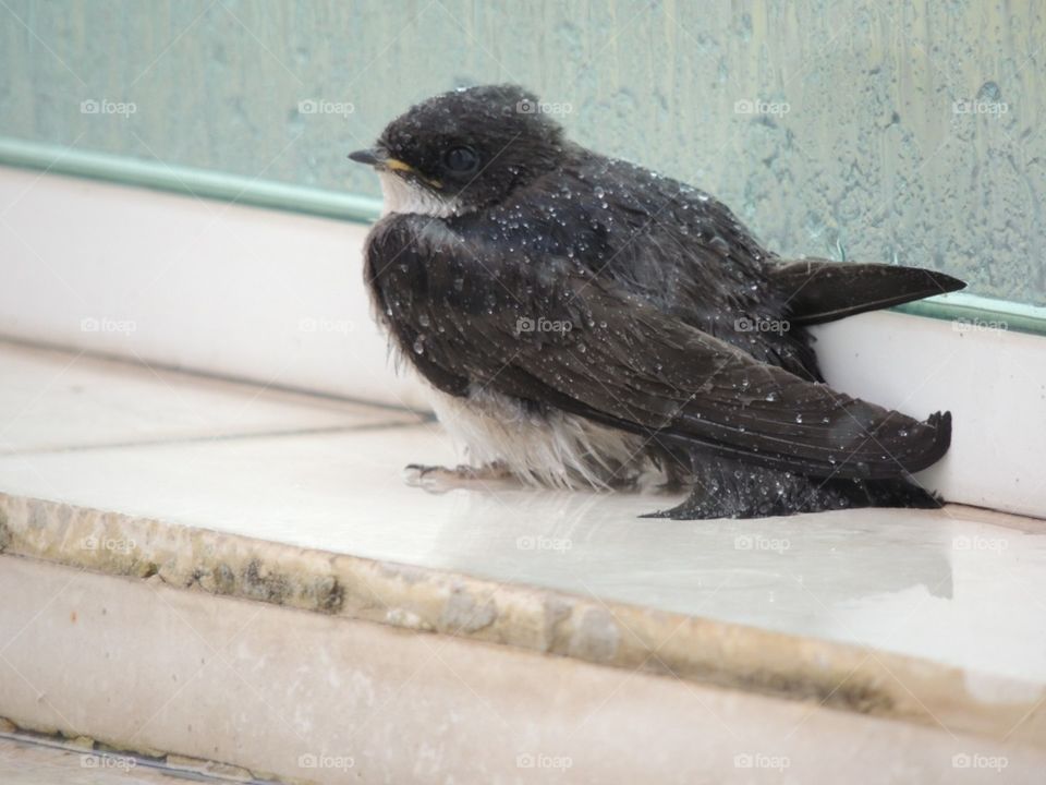 A small wet bird landed on the porch while waiting for the rain to stop. Your look is of fear 