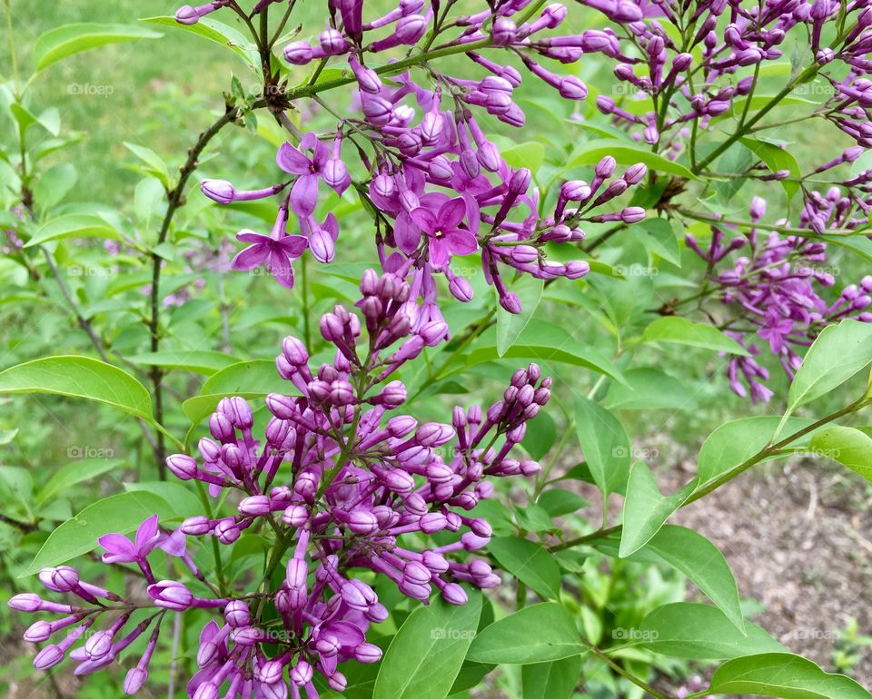 Lilac shrub