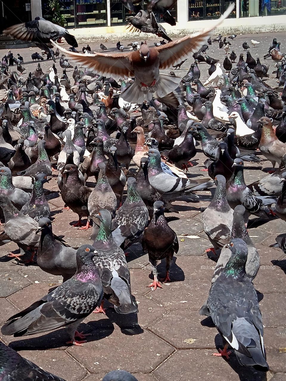 Pigeons in the square.