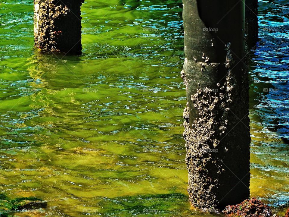 Dock pilings encrusted with barnacles