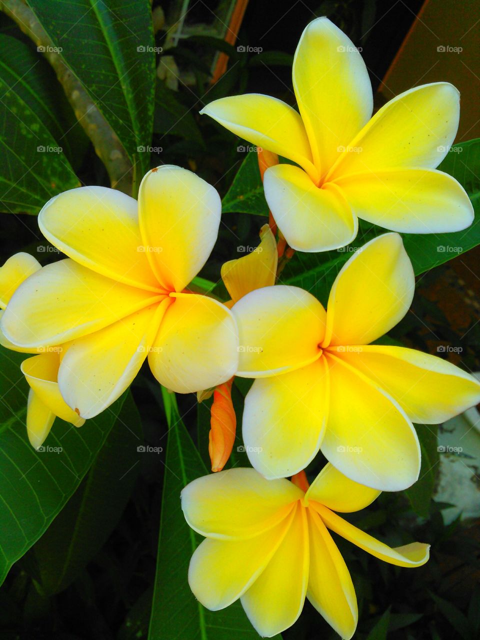 Yellow plumera. Hawaiian flower