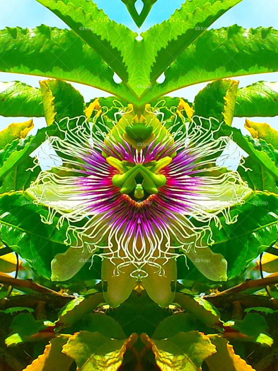 "Passion Flower"