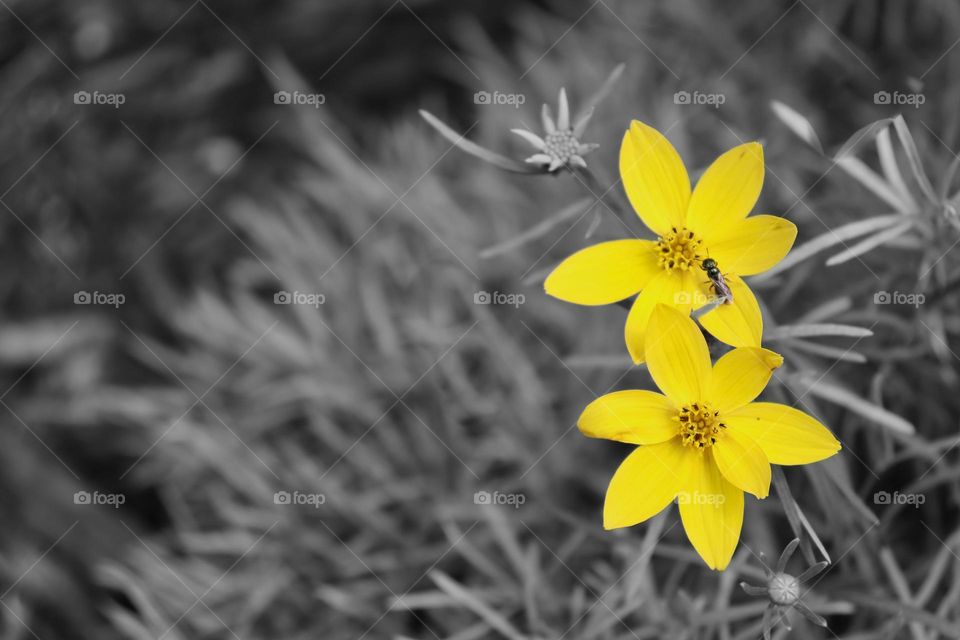 Yellow flower color splash