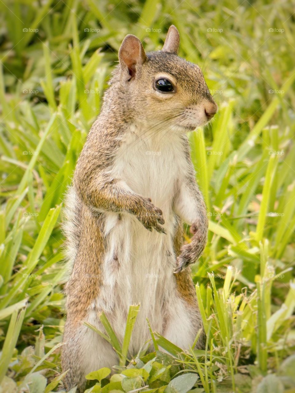 A squirrel in an interesting standing pose