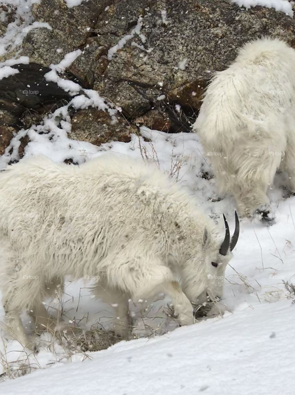 Mountain goats near Mt. Rushmore