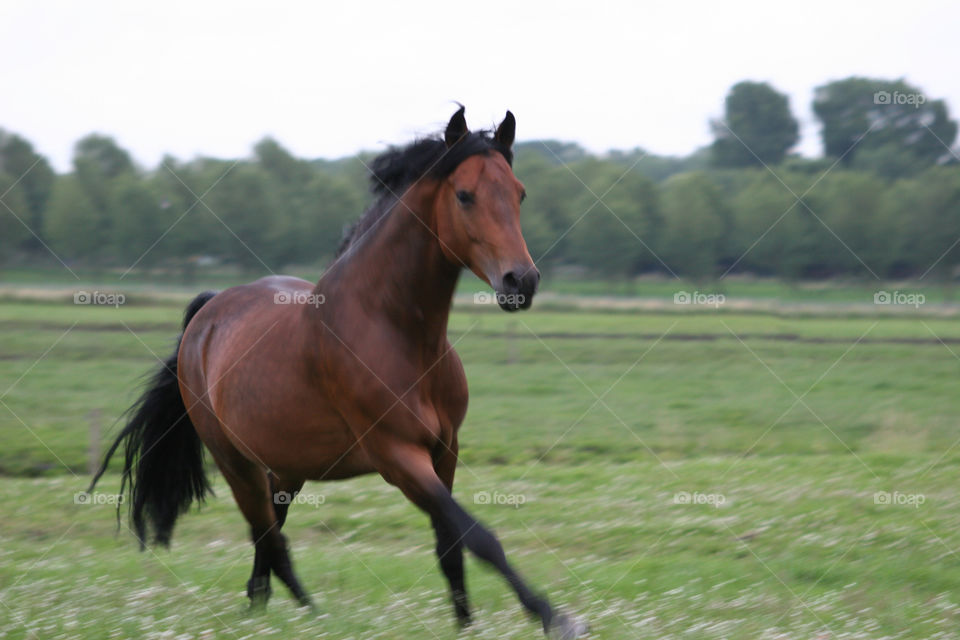 Horse, Mare, Cavalry, Mammal, Stallion