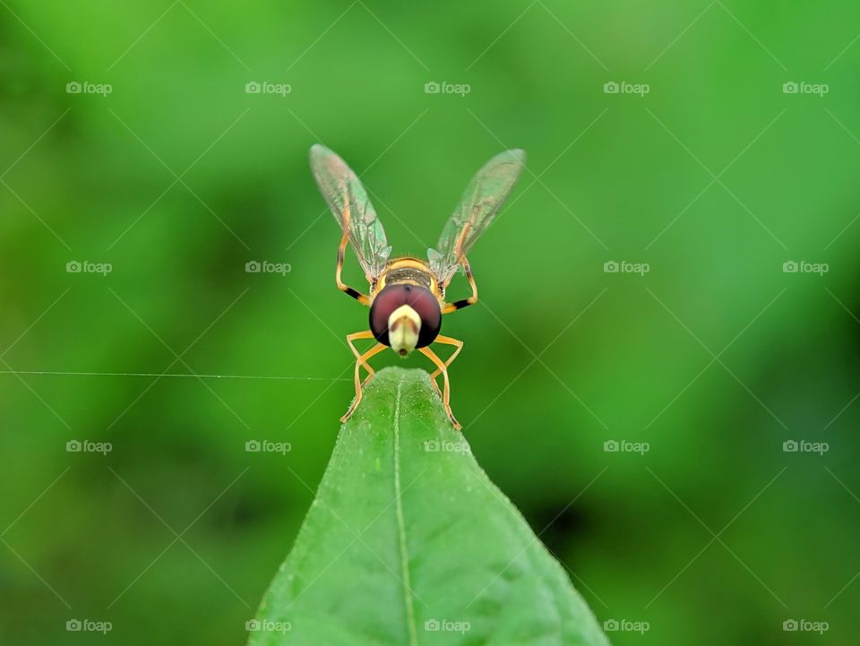 front face yellow shouldered hover fly