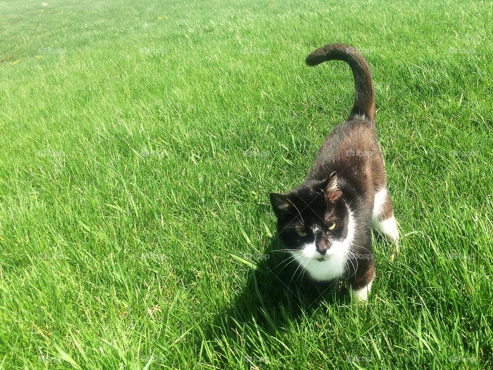 Farm Cat in Grass