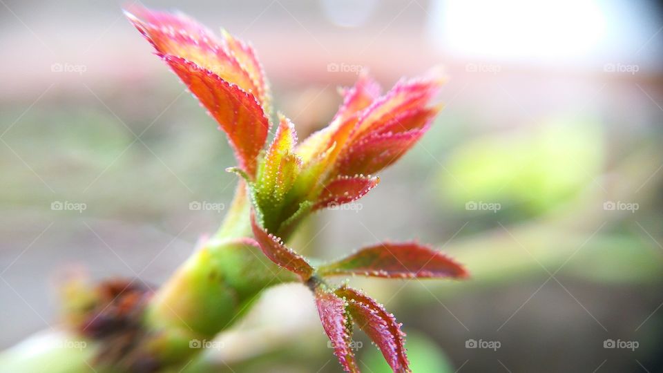 Macro shot of new plant