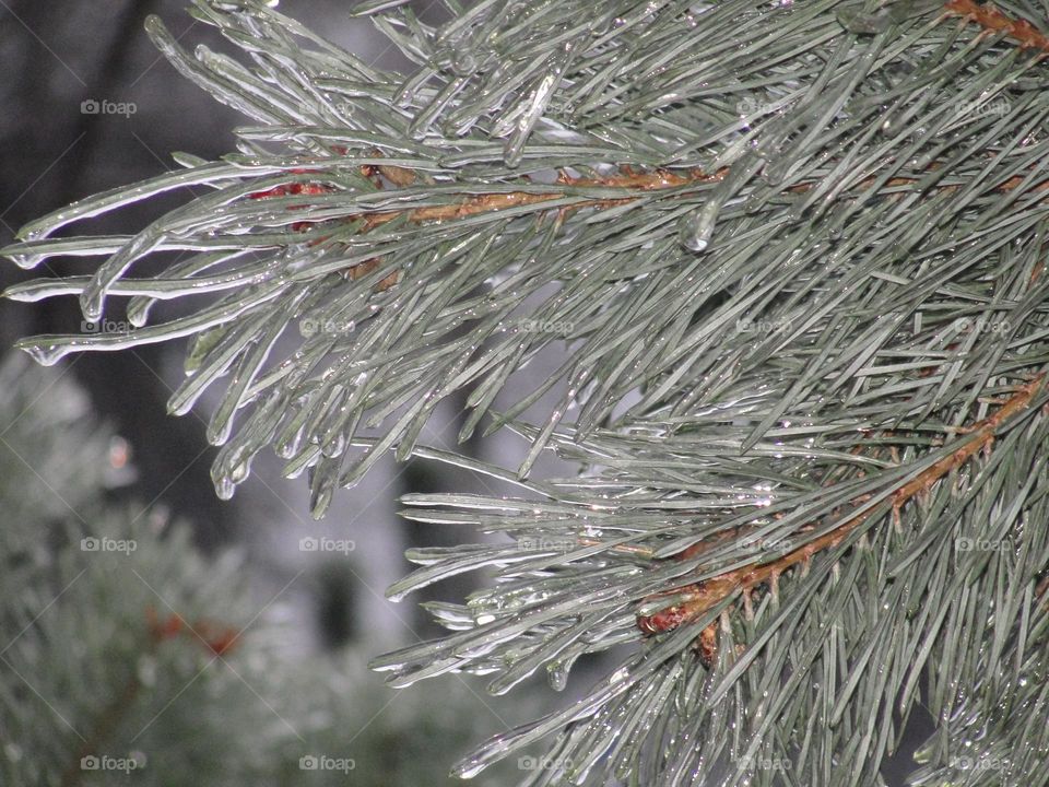 Frozen pine branch