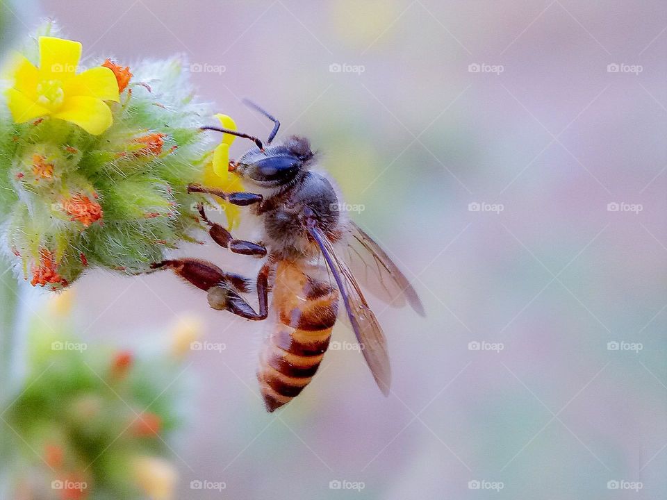 A bee sucking nectar on flowers, bee, flowers, nature, spring, beauty in nature, insects,