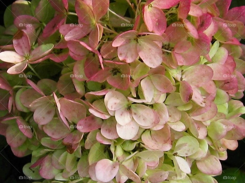 Hydrangea 