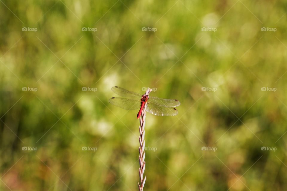 Dragonfly on wheat branch