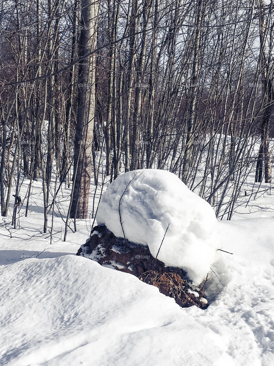 winter in the forest, drifts, snow