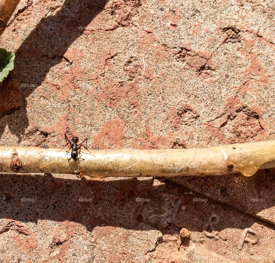 Worker ant on branch