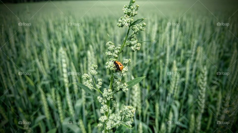 Lady bug