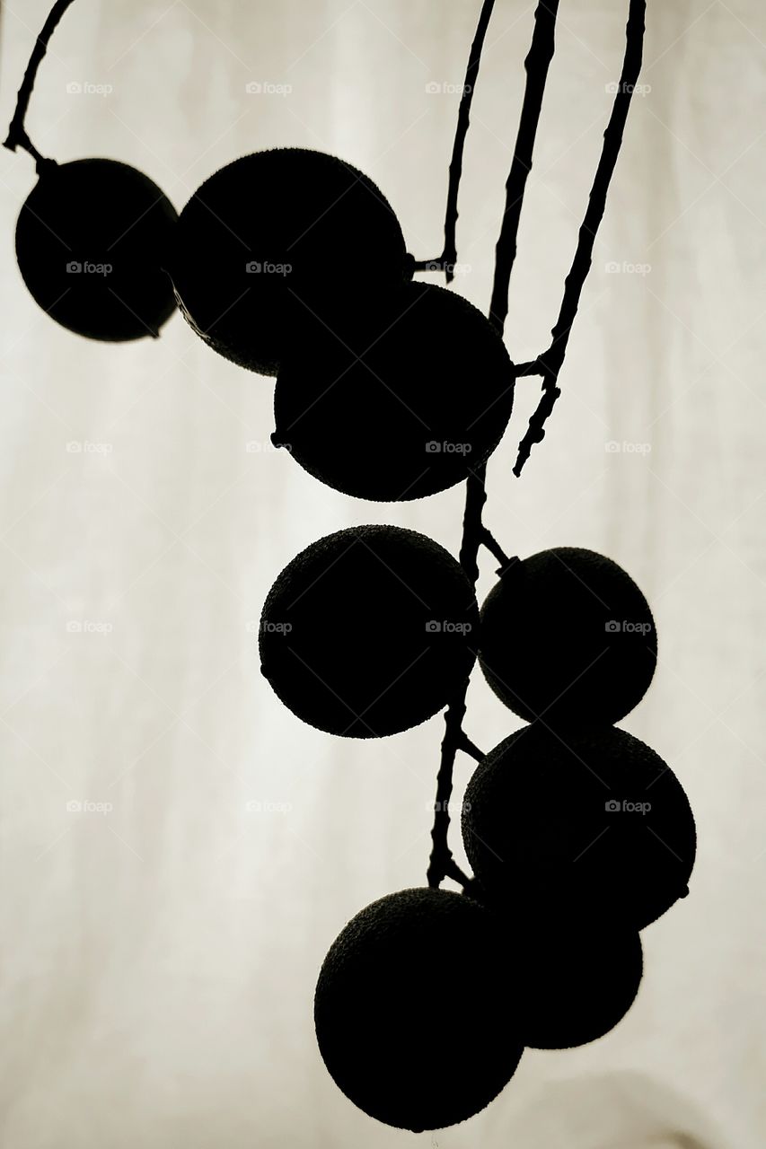 Spanish Limes in silhouette