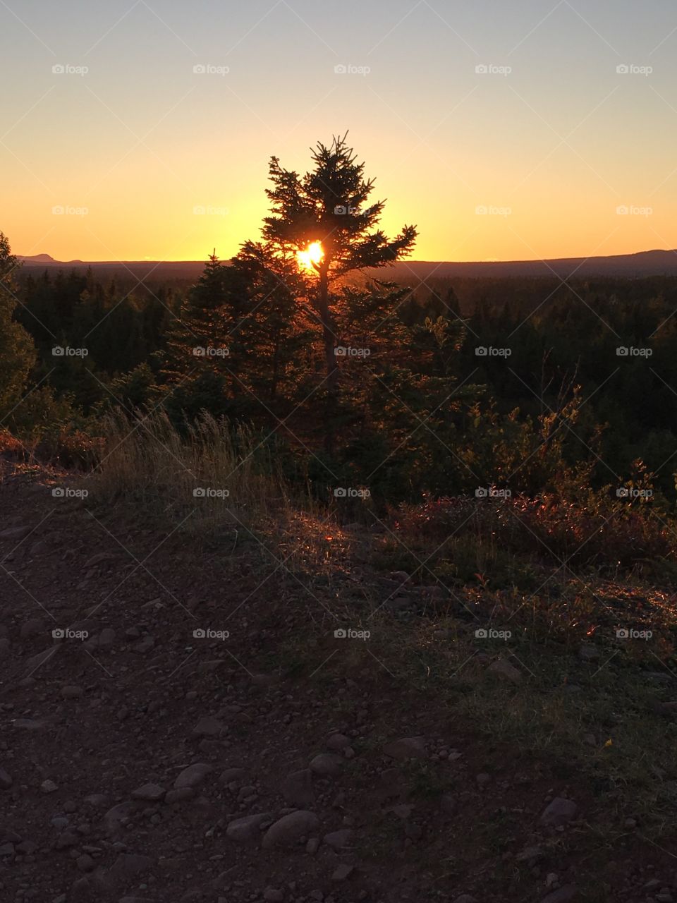 Sunset through the tree
