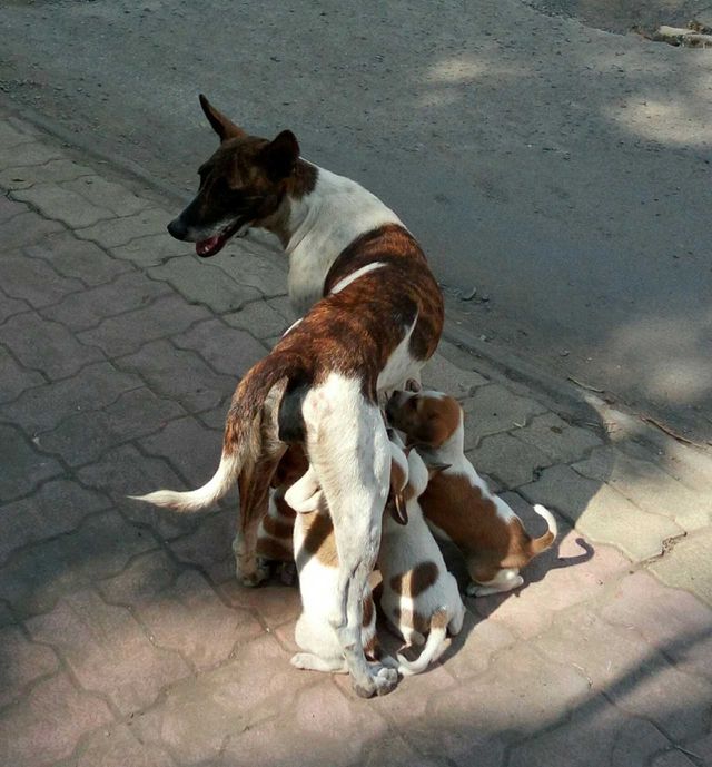 Puppies