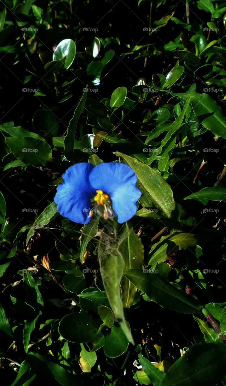 Single blooming blue wildflower in
garden like a symbol that the spring
is here and many leaves around