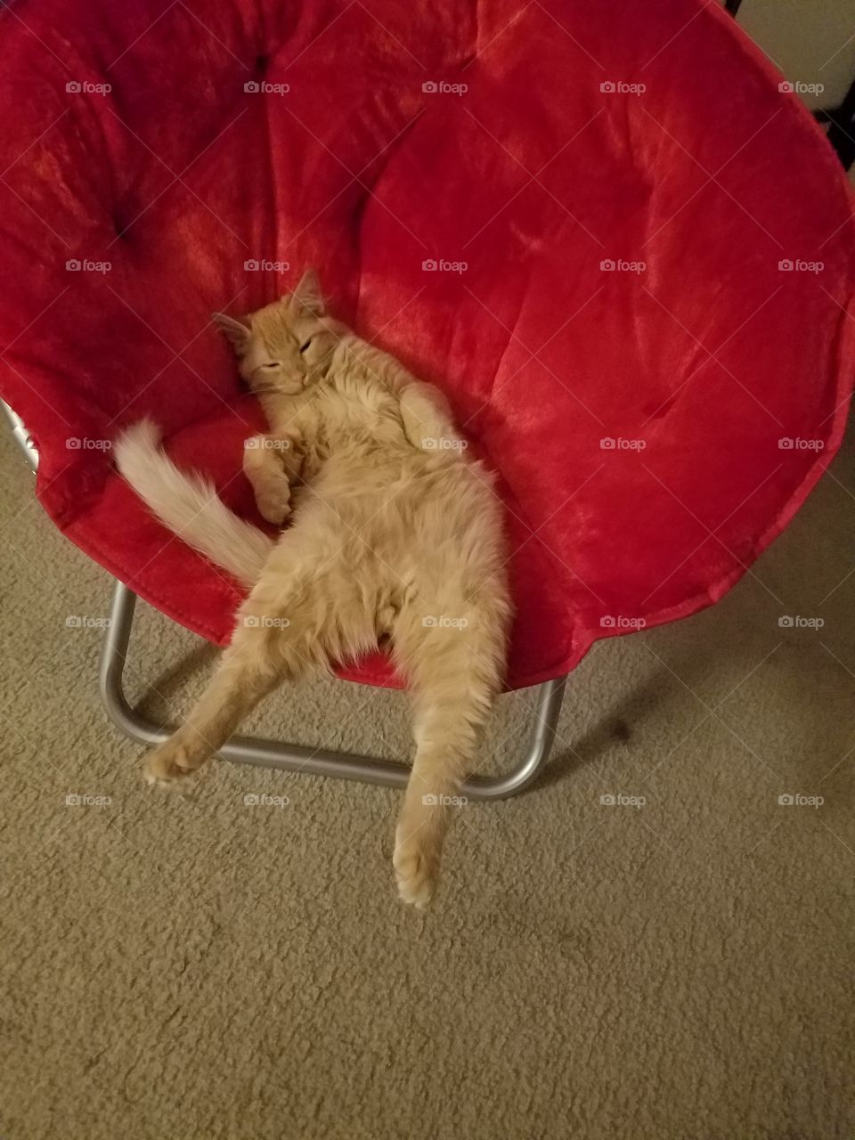 lounging cat