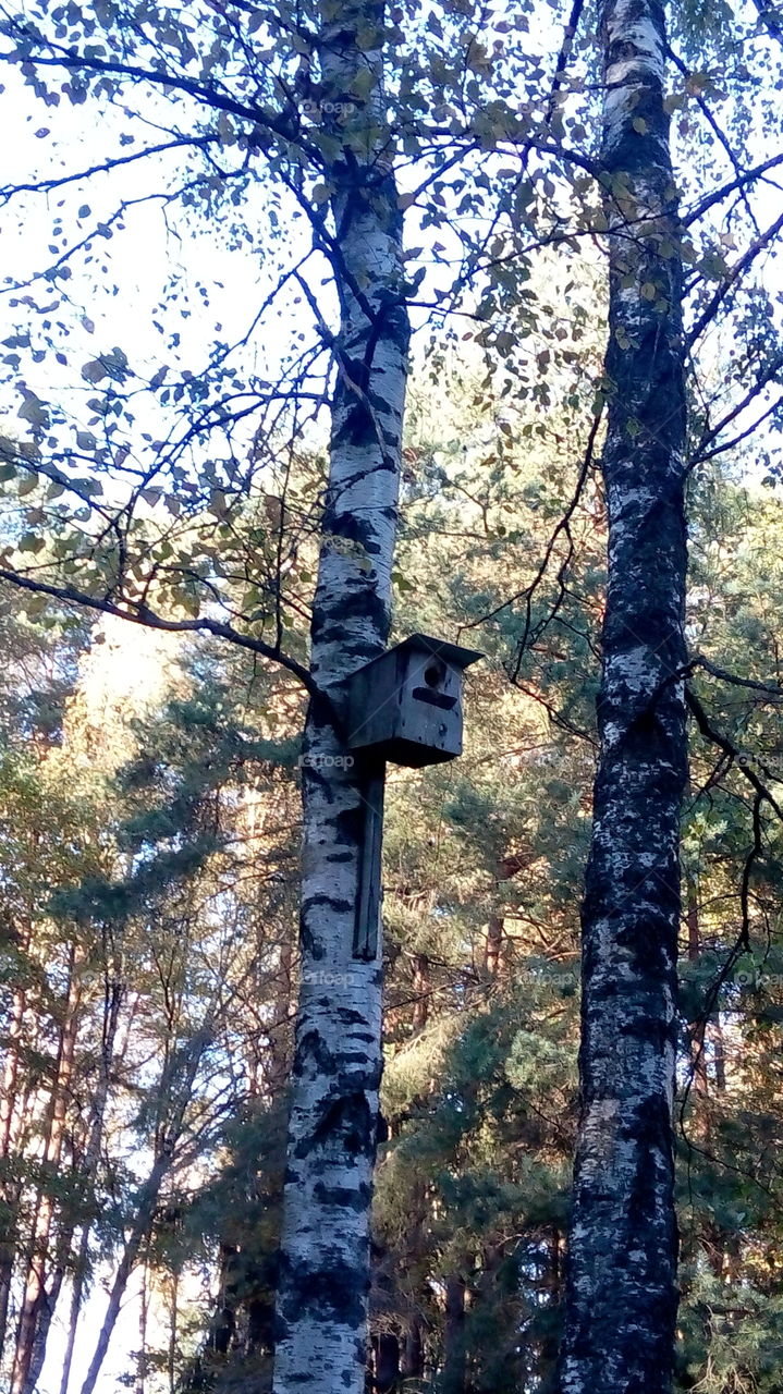 Nesting box on birch tree