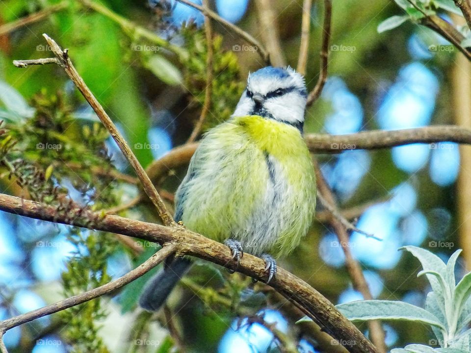 Bluetit