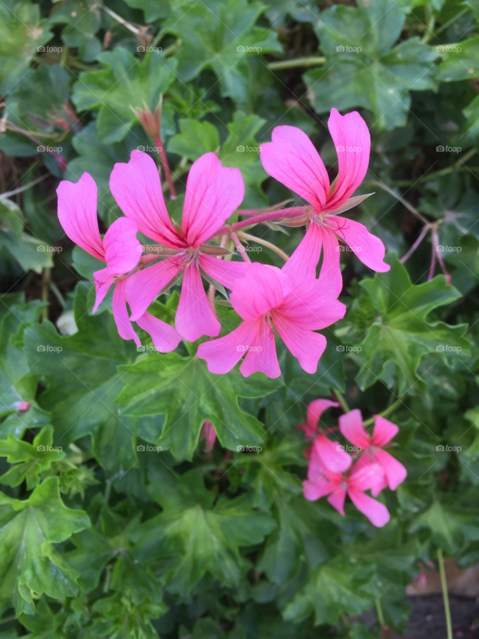 Pink color story -pink flower