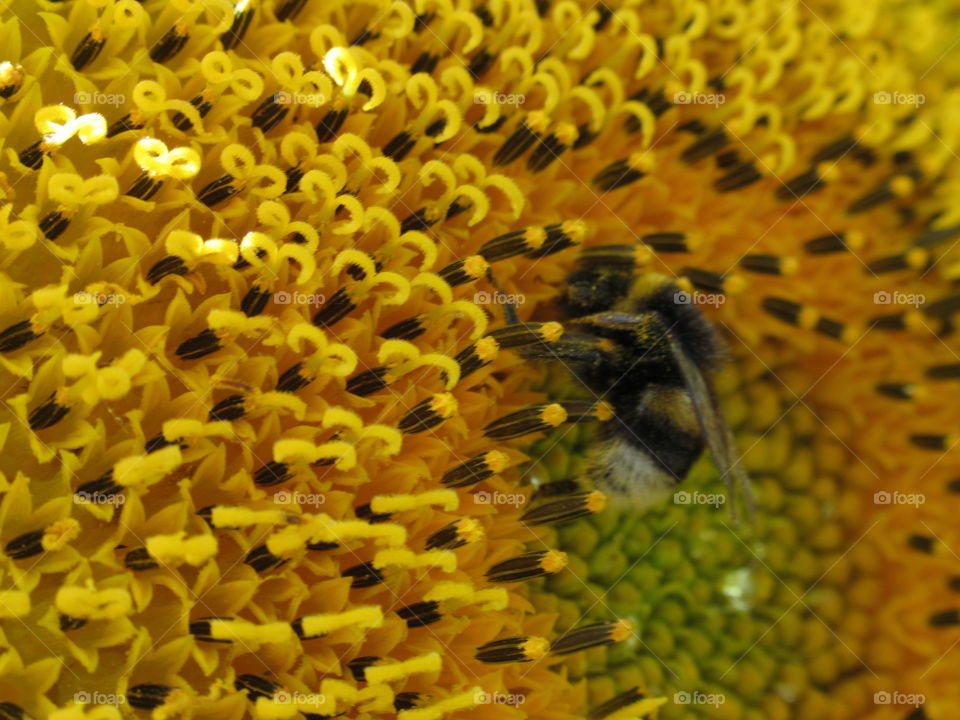 a bee on a sunflower collects pollen, nectar