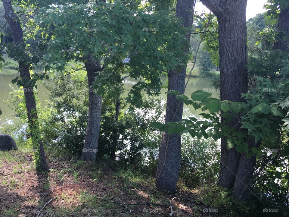 Pond and Trees
