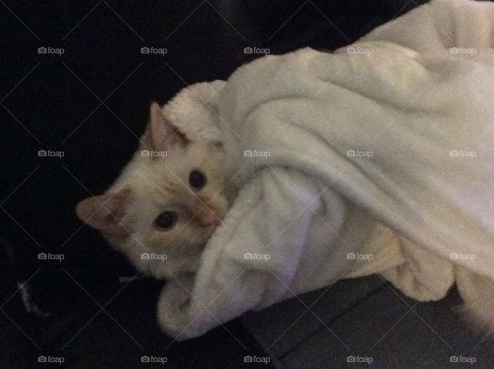 Siamese cat wrapped in a big fluffy blanket