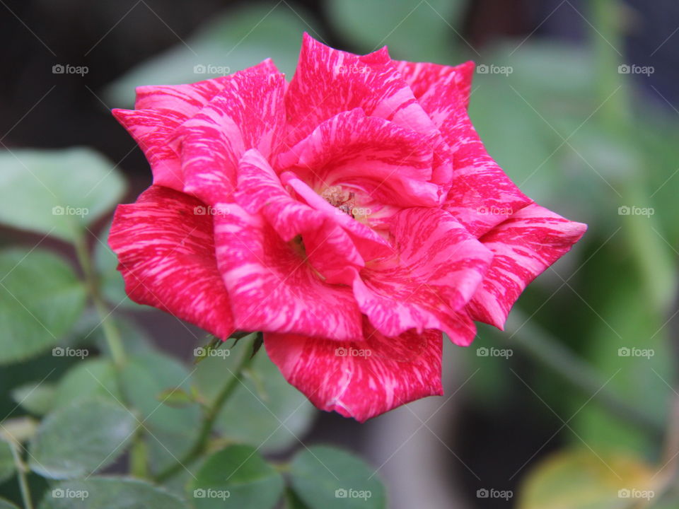 a red rose. indah namun ingat berduri